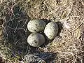 Nest mit braun marmorierten Vogeleiern