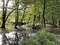 Naturnaher Verlauf des Eifgenbaches