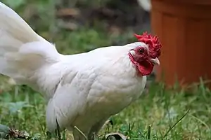 Eikenburger Zwerghuhn