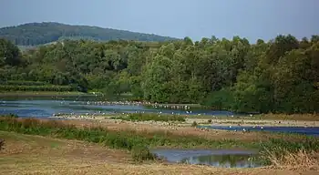 Naturschutzgebiet im Polder des Rückhaltebeckens