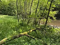 Einlauf Ispingrader Bach in die Wiebach-Vorsperre