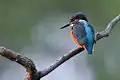 Eisvogel im Ilkerbruch
