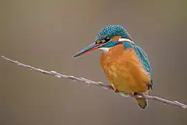 Eisvogel jagt im Stinderbachtal