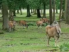 Elenantilopen im ehemaligen Schlosspark