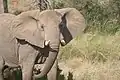 Steppenelefant