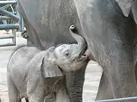 Elefantenkalb