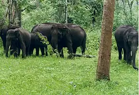 Elefanten im Nagarhole-Nationalpark