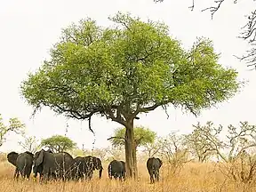 Elefanten unter einer Akazie im Waza-Nationalpark
