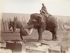 Elefanten bei der Arbeit in Rangun