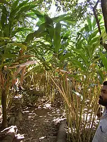 Kardamom