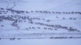 Wapitiherde im Winter