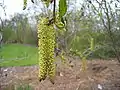 Männliche Blütenkätzchen einer Grün-Erle (Alnus viridis)