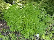 Chinesischer Gewürzstrauch (Blätter und Blüten) (ähnlich sind Elsholtzia blanda, Elsholtzia ciliata) (Blütenstände, Samen und Blätter)