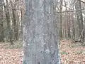 SüdseiteAlbertoHallerfiliusEmanuel