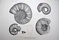 Tafel X: 1) Lytoceras puezanum, 2) Pachydiscus Neumayri, 3) Pachydiscus Neumayri, 4) Pachydiscus Neumayri