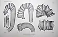 Tafel XI: 1) Ancyloceras badioticum (Uhl.), 2) Ancyloceras cf. Audouli Ast., 3) Ancyloceras n., 4) Ancyloceras n., 5) Ancyloceras Orbignyi Math., 6) Hamulina sp.