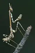 Nymphe