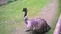 Emu