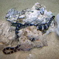 Japanische Schildkrötenkopf-Seeschlange