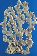 Enallhelia elegans, Sl. Gottwald
