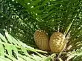 Encephalartos senticosus