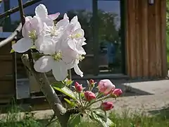 Blüten und Knospen