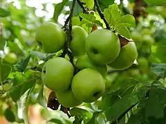 Fruchtstand