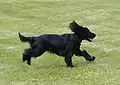 Schwarzer Cockerspaniel in Bewegung