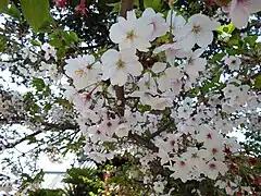 Kirschblüten