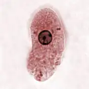 Trophozoit, E. histolytica