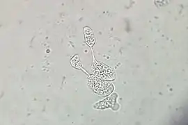 E. histolytica, Zellteilung (vgl. E. invadens)