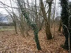 Südspitze zum Entenschnabel