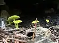 Braungrüner Zärtling(Entoloma incanum)