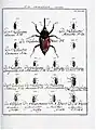 Käfer in Entomologie ou histoire naturelle des insectes