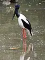 Riesenstorch