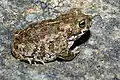 E. calamita aus der Umgebung von Badilla, Spanien
