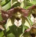 Kurzblättrige Stendelwurz (Epipactis distans) Übergang vomEpichil zum Hypochil