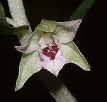 Müllers Stendelwurz(Epipactis muelleri) Übergang vom Epichil zum Hypochil