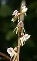 Blattloser Widerbart(Epigonium aphyllum)