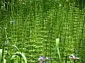 Teich-Schachtelhalm im Bestand