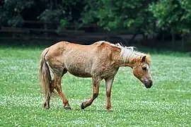 Haflinger