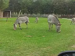 Grevyzebras