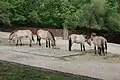Przewalski-Pferd