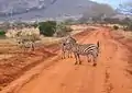 Steppenzebras auf einer der typischen, roten Erdpisten
