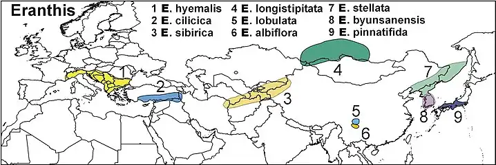 Verbreitungskarte der acht bzw. neun Arten Winterlinge in Europa und Asien. (Versuch einer Darstellung gemäß der natürlichen Verbreitung. Man beachte: Nr. 3 und Nr. 4 sind vertauscht)