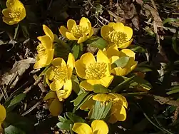 Winterling (Winter aconite)