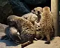 Erdmännchen Kuschelgruppe
