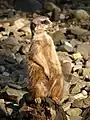 Erdmännchen