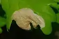 Mine von Dyseriocrania subpurpurella