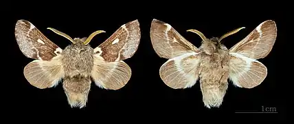 ♂